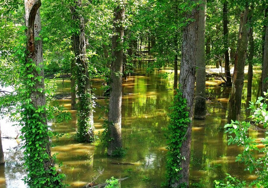 flooded trees