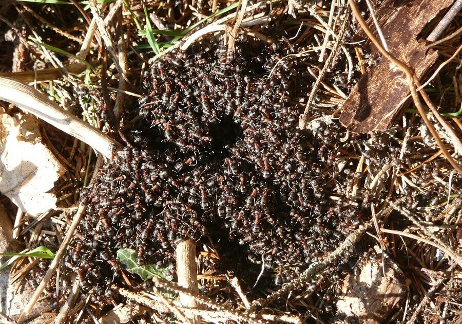 Wood ants