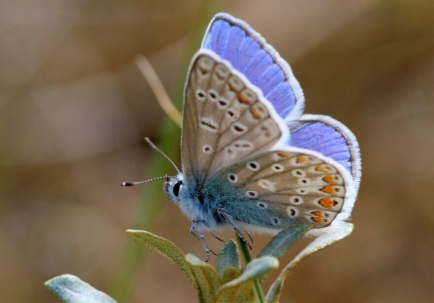 Blue butterfly on a stem