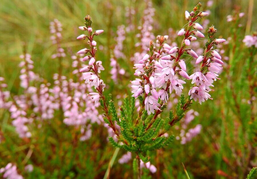 bog heather 