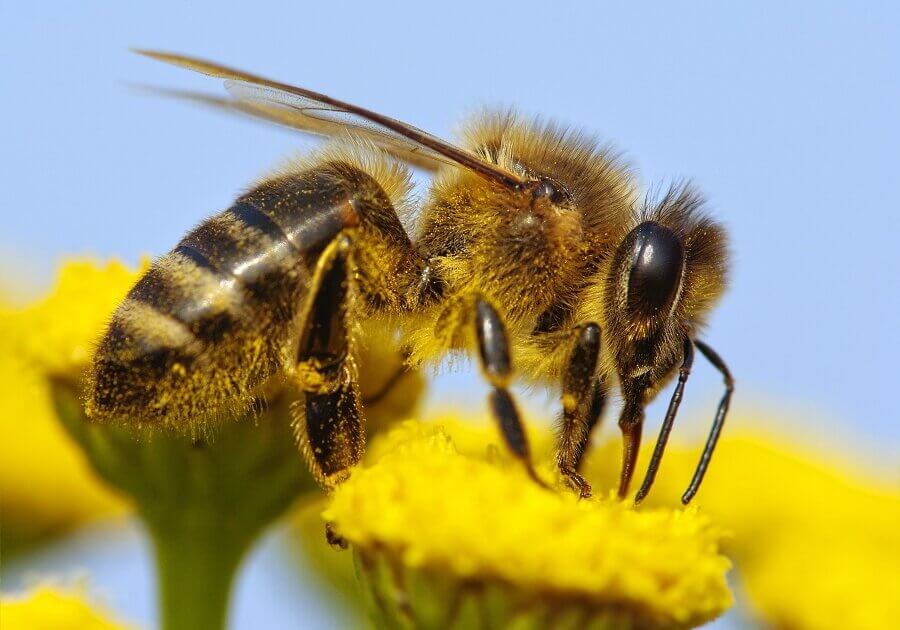 Bees communicate direction of a food source and the distance to be covered by perfoming a special dance.