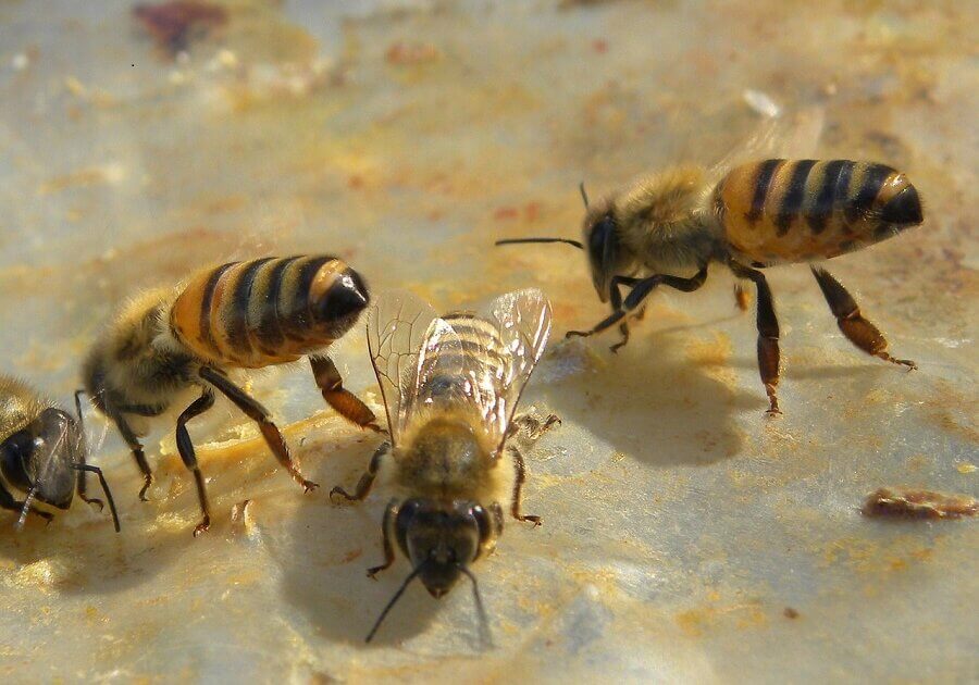 The dance of a forager bee as a way of communication was first discovered by Zoologist Karl Von Frisch in 1945