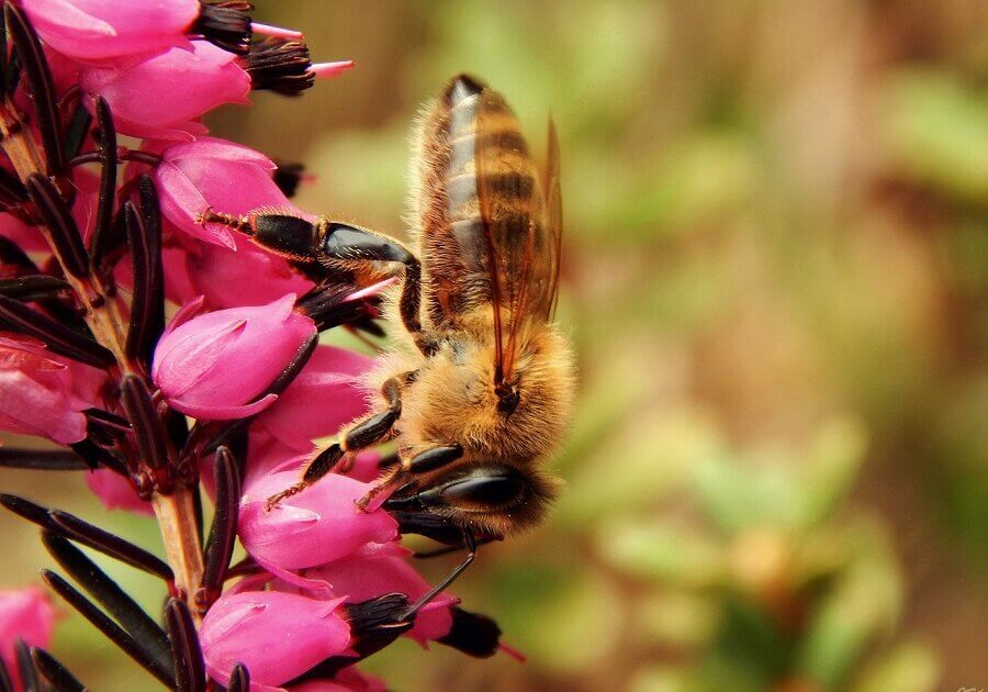 bee sucking nectar from pink flower