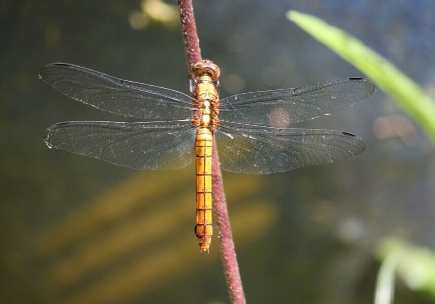 N3_dragonfly_1