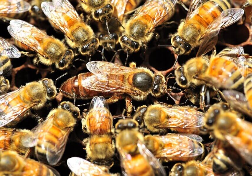 bees in a hive with a queen bee in the center