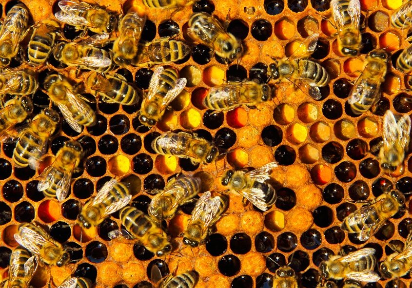 Nectar is collected by field bees, but is processed into honey by worker bees.