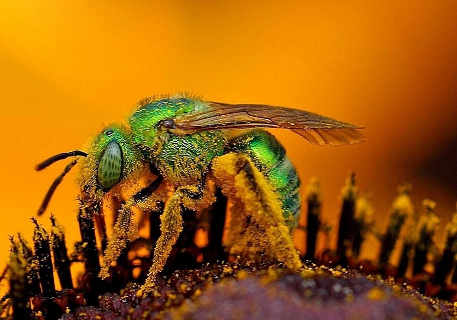 When a field bee returns to the hive, it regurgitates the contents of its honey sac into the mouth of a worker bee.