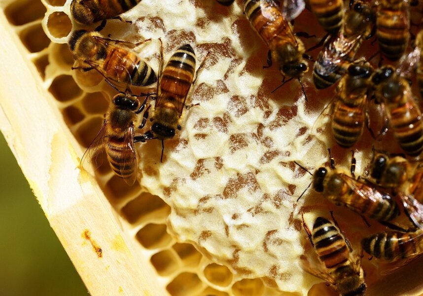 Honey is removed from the honeycombs using a honey extractor.