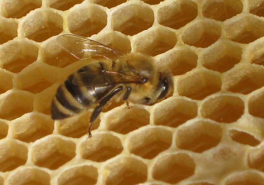 A worker bee deposits the nectar into a cell and processes the nectar into honey.