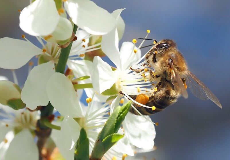 A bee has more processing power than the most powerful computer. A bee can move about and act independently: it collects nectar and finds its way back to the hive, and processes nectar to honey.