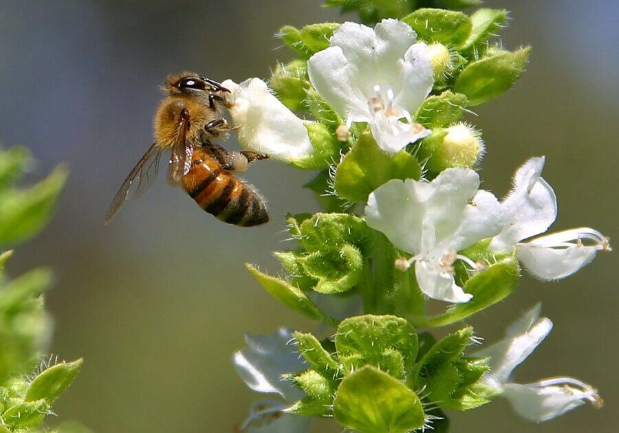 Bee collecting nectar from plant with white flowers. Afterwards the be has to go back to the beehive and perform a complex dance to be allowed in.