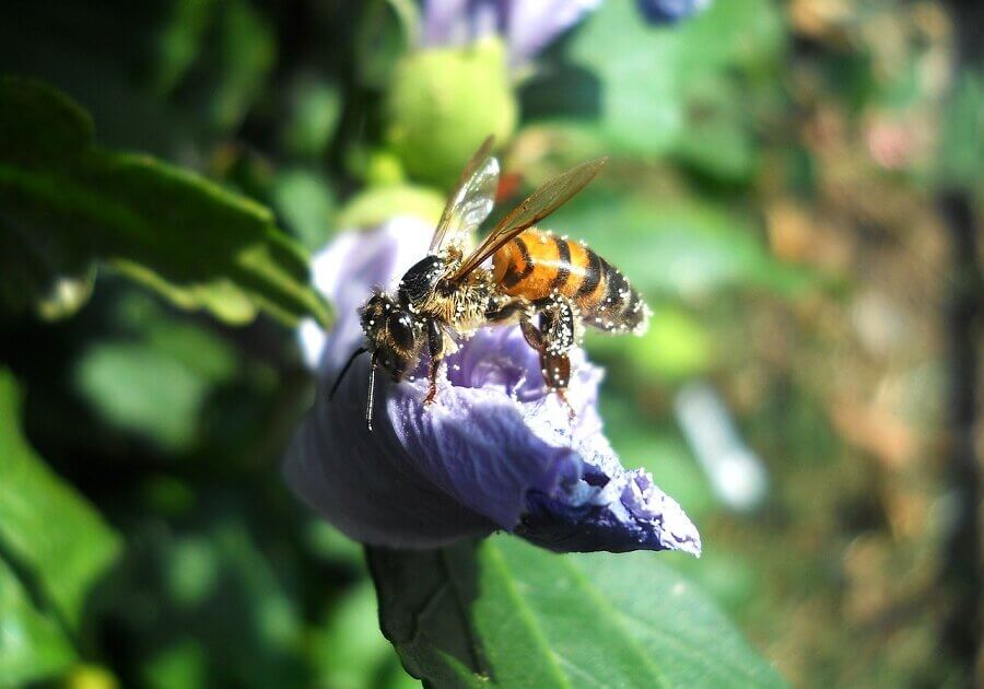 A bee on a flower. The bee has white pollen all over its body. Even when a bee is full of pollen, it must "speak" the right language gain entry into the hive.