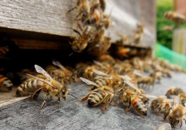 Behive made of wood. Entry is a gap between two pieces of wood. Guard bees check individual bees to ensure they are members of the colony before they are allowed entry into the hive.