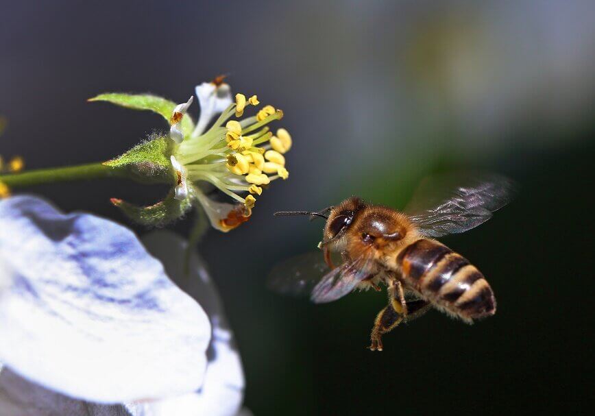 Bees flap their wings up to 230 times per second and flip them over on the return stroke.