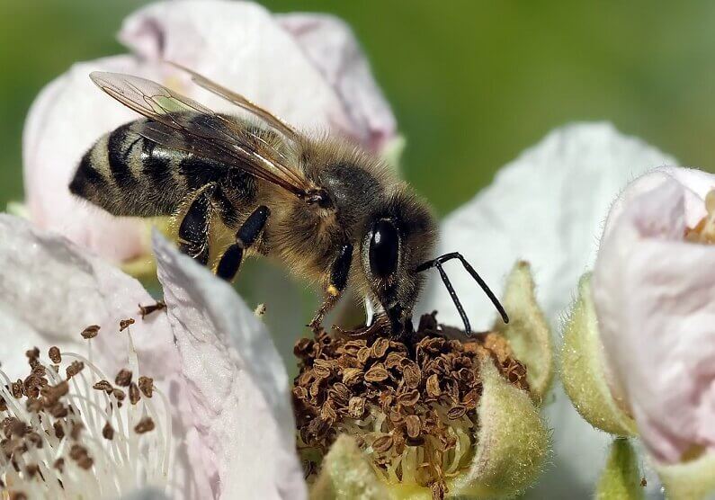 Bees do not fly like fixed wing airplanes and helicopters.
