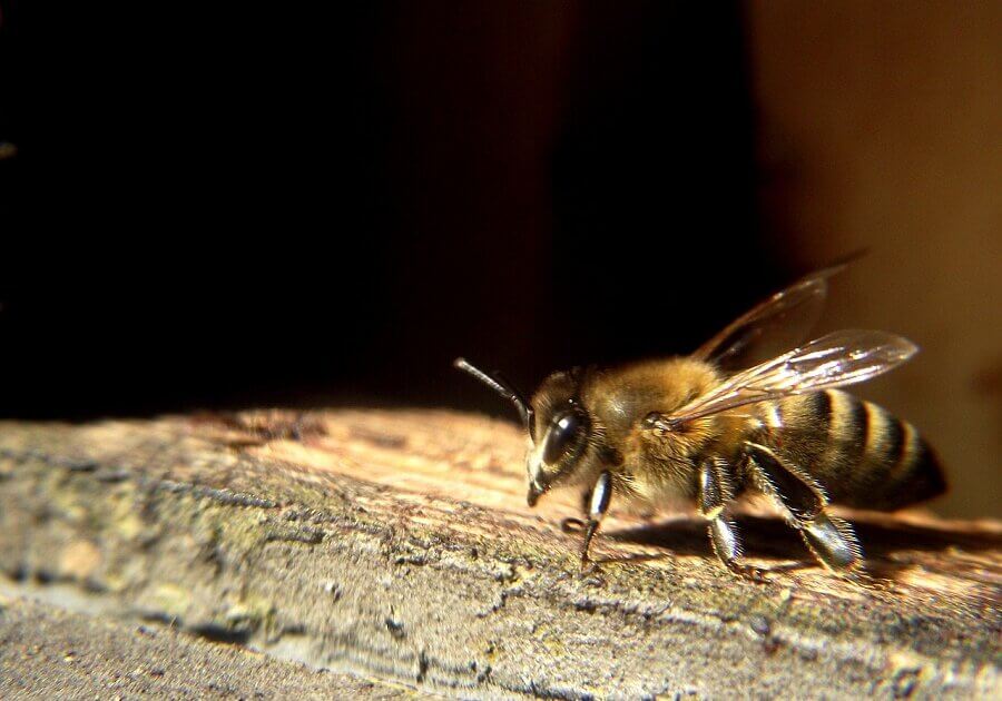 How do bees measure temperature so accurately?