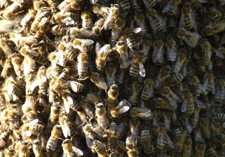 Bees at the core of hive shiver more than the bees at the outside in order to minimize heat loss and conserve energy.
