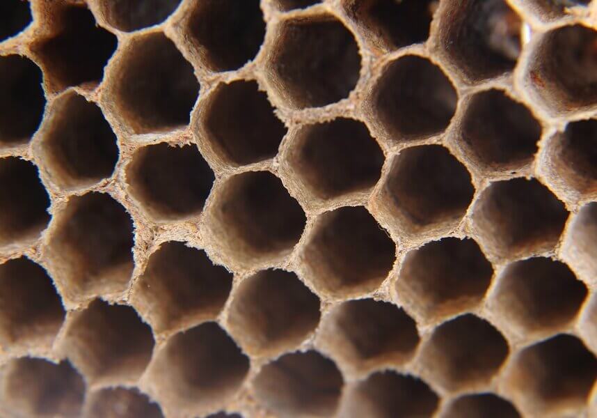 The walls of six-sided honeycomb cells are very thin measuring 1/3 of mm (approximately 1/80 of an inch).