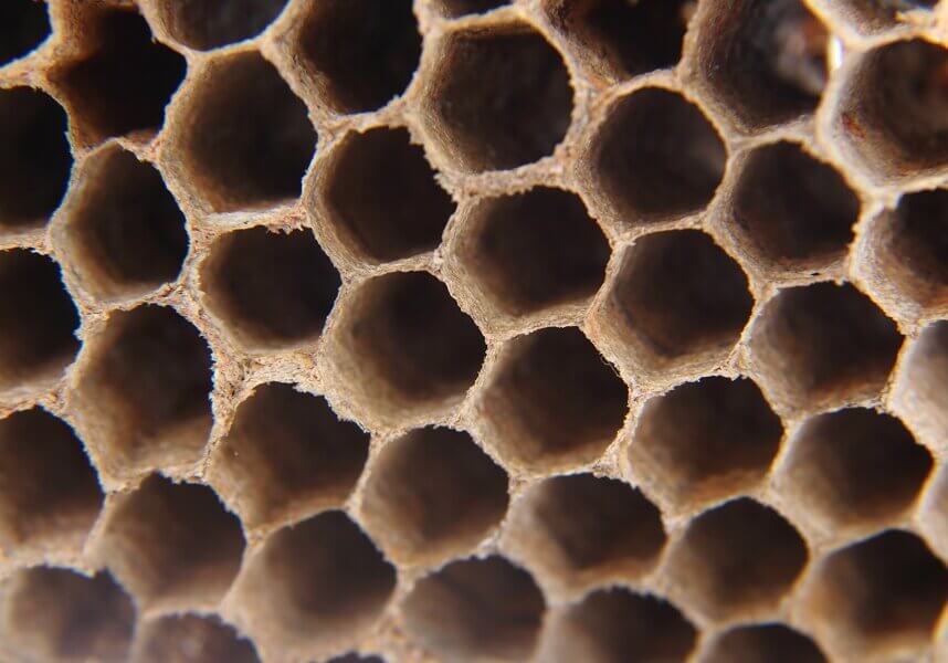 Why Are Honeycomb Cells Hexagonal?