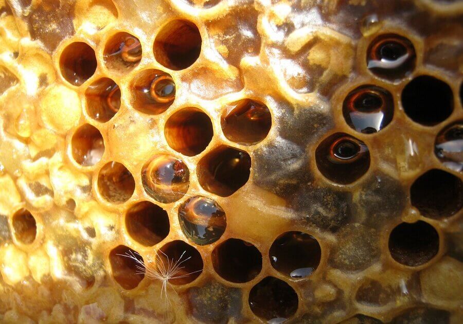 A work bee produces 1/12 of a teaspoonful of honey in its lifetime.