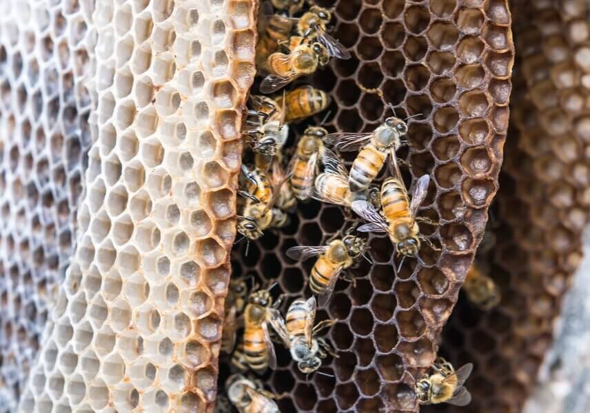 A bee honeycomb has an hexagonal shape, which allows its thin wax membranes to hold honey up to 30 times its weight.