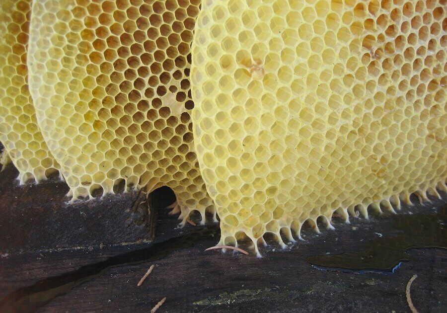 It is estimated that bees visit 2,000 flowers to make 0.45kg (one pound) of honey.