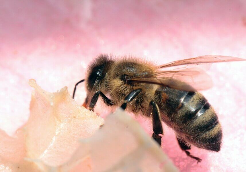 Bee collecting nectar and pollen 