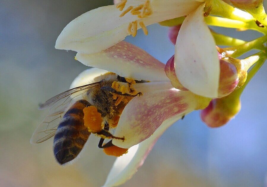 How are bees able to find their beehive after visiting flowers for an hour?