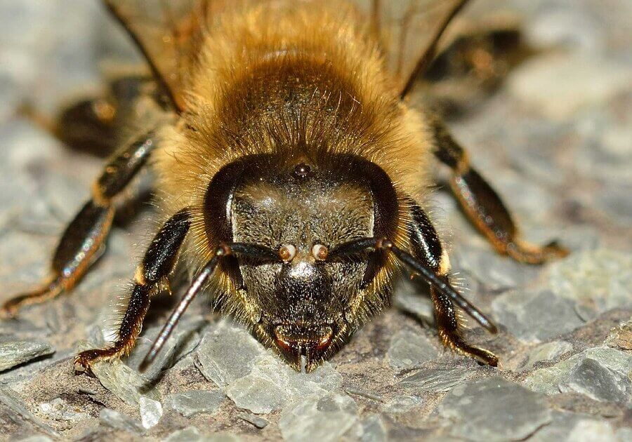 After moving the food source several times, bees were able to anticipate the next position and were found circling at the exact place the food source was expected to be placed.