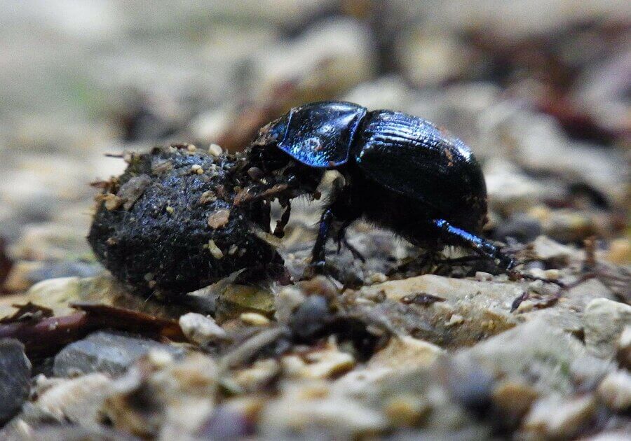 Dung beetles navigate and keep a straight line using the sun and moon.