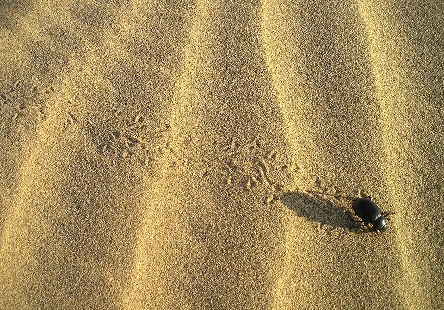 Many desert beetles, such as the Namib beetle, survive by collecting water out of foggy air.