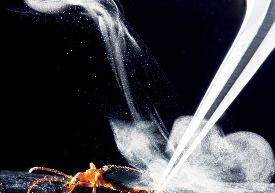 When threatened, the bombardier beetle sprays toxic chemicals, water and steam at 1000C (2120F) at the enemy.