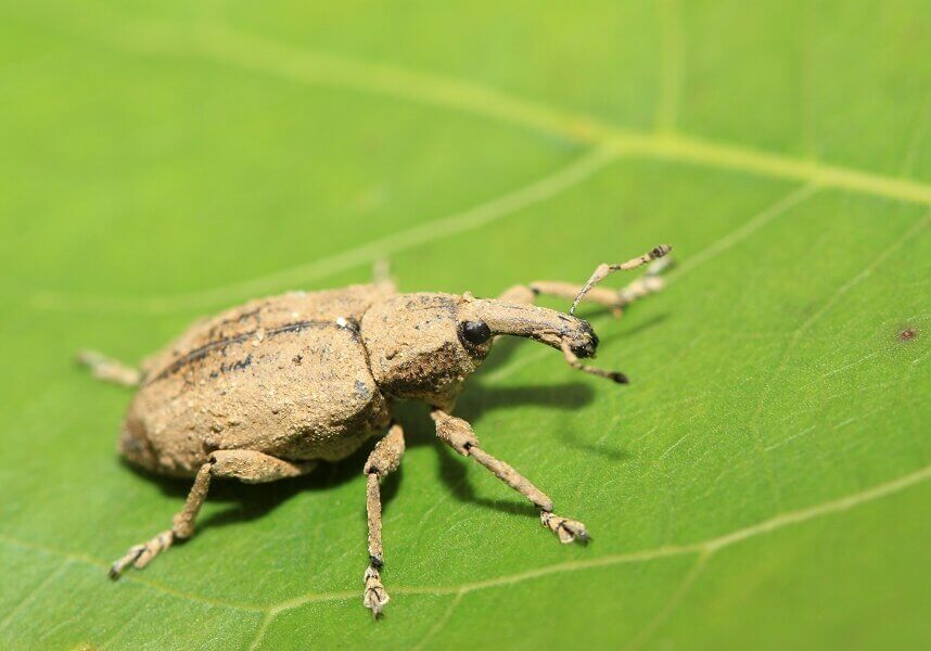 Beetle on a leaf