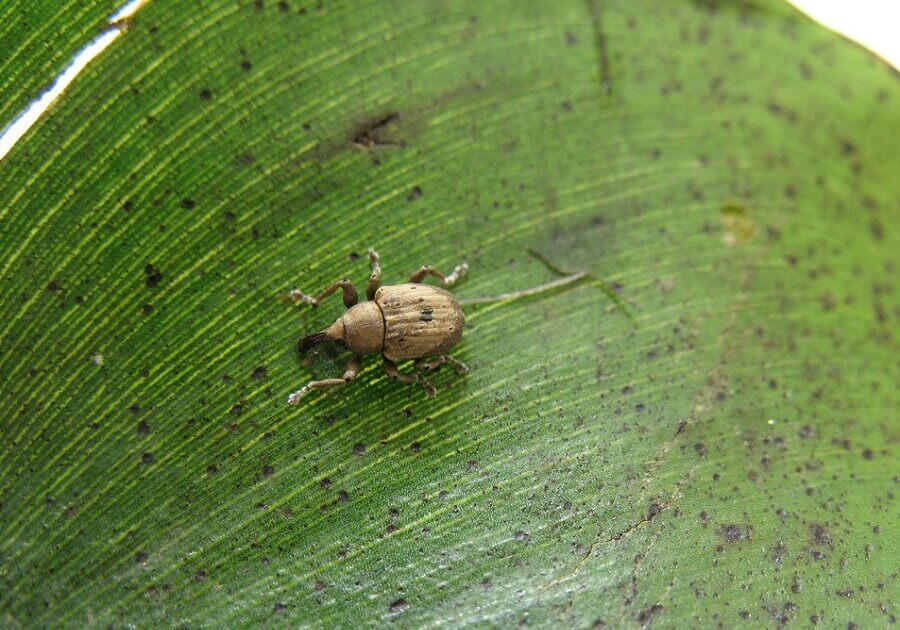 Thde N. bruchi beetle has helped to eliminate the water weed, which kills fish and interferes with marine life by forming a carpet over waterways and lakes.