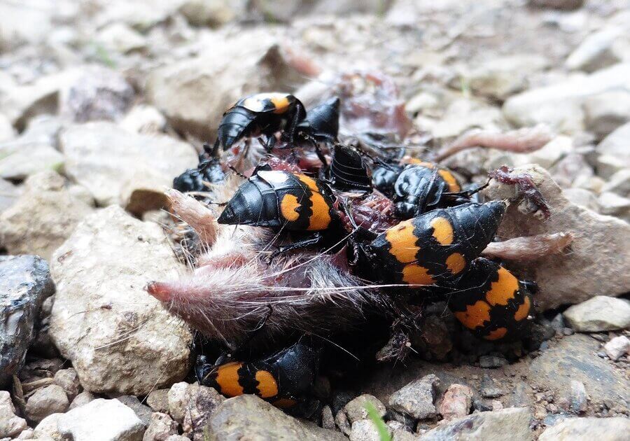Burying beetle - Nicrophorus (=Necrophorus) - living on carrion