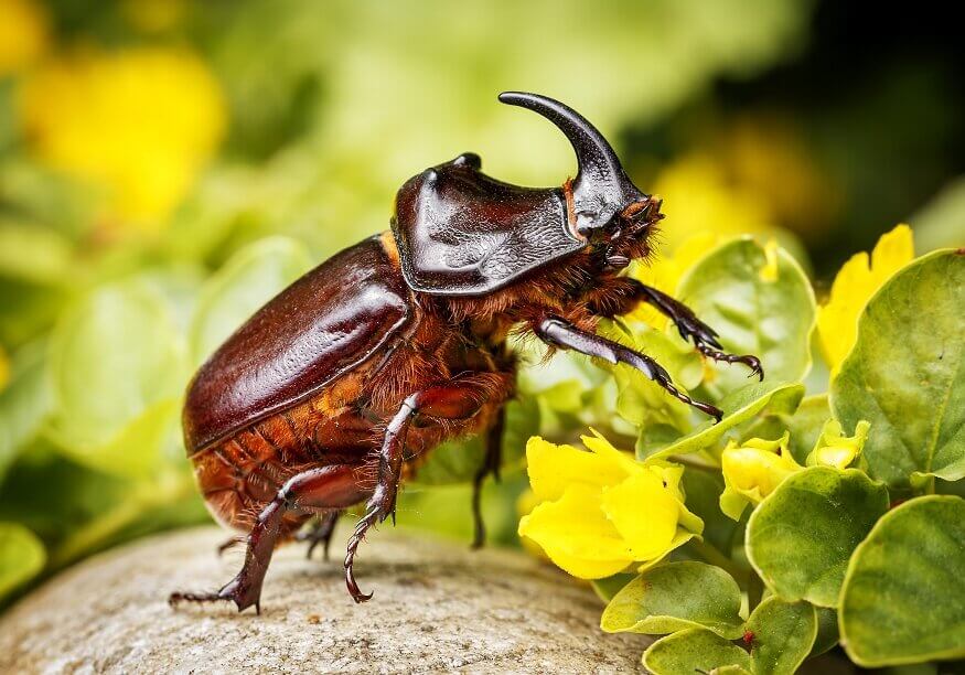 Beetles come in many different colors: gold, green, black, blue, red, silver and anything in between.