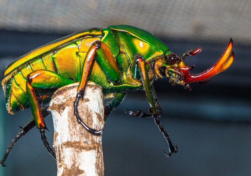 Beetle come in different shapes and sizes and are among the most numerous and most colorful creatures on earth.