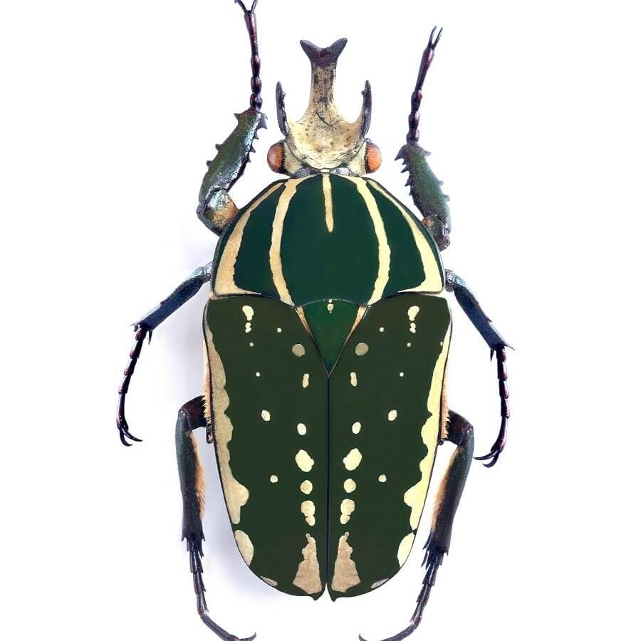 Goliath beetle