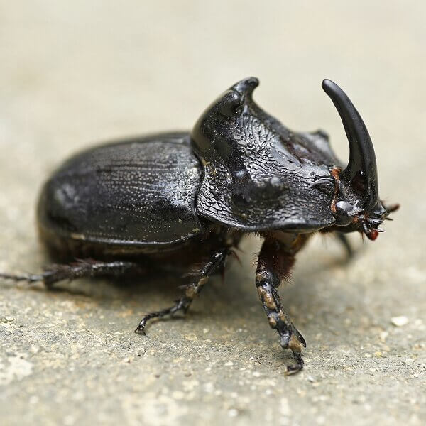 Rhinoceros beetle on a concrete floor.