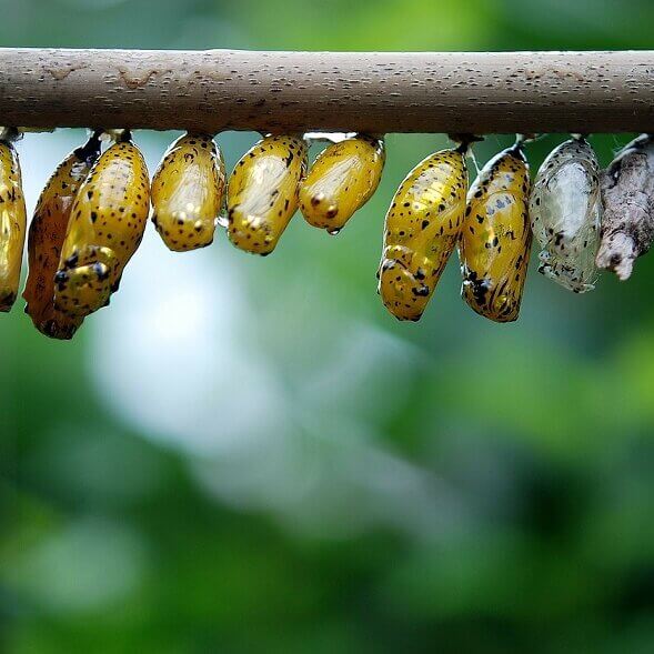 Butterfly pupa at different stages.