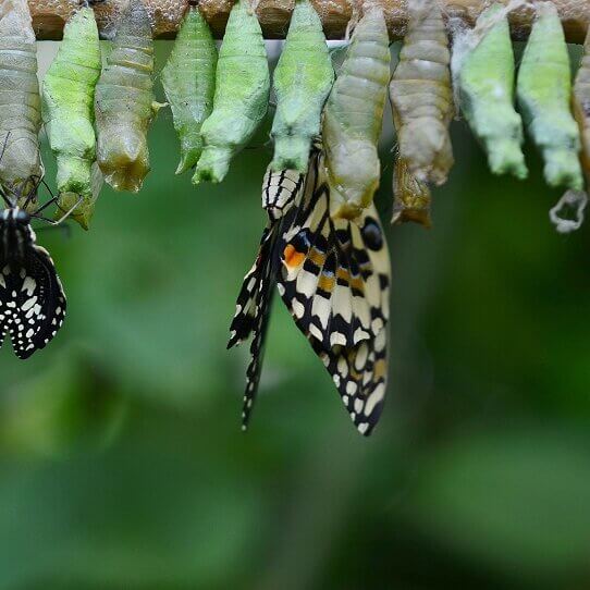 The pupa or chrysalis stage lasts 10 days.