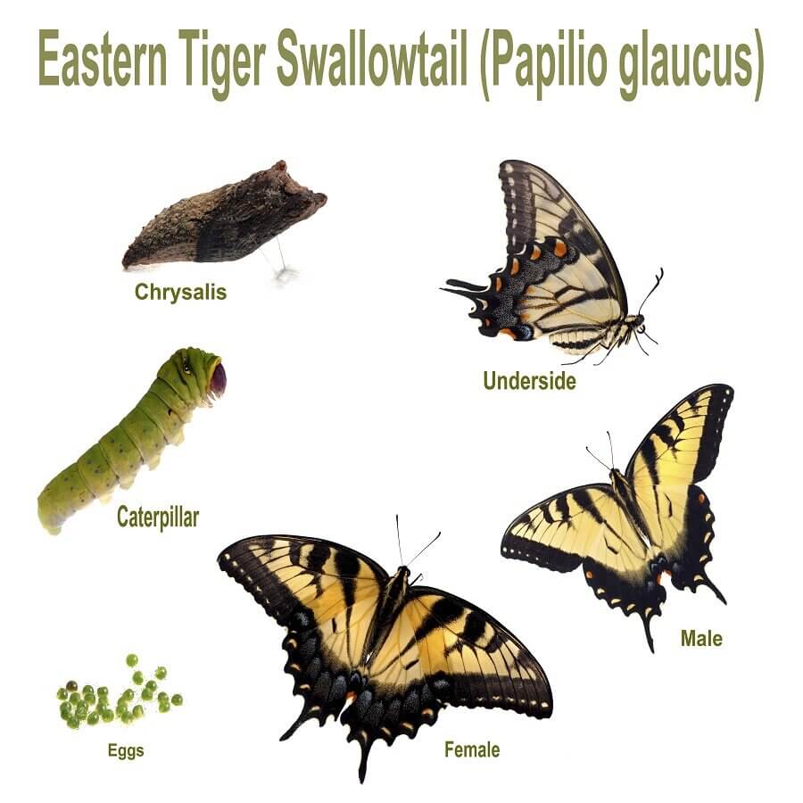 Eastern Tiger Shallowtail (Papilio glaucus) butterfly cycle showing all instars from egg, caterpillar, chrysalis, adult and death. When a tropical butterfly emerges from the pupa or chrysalis, it lives for 2 to 3 weeks.