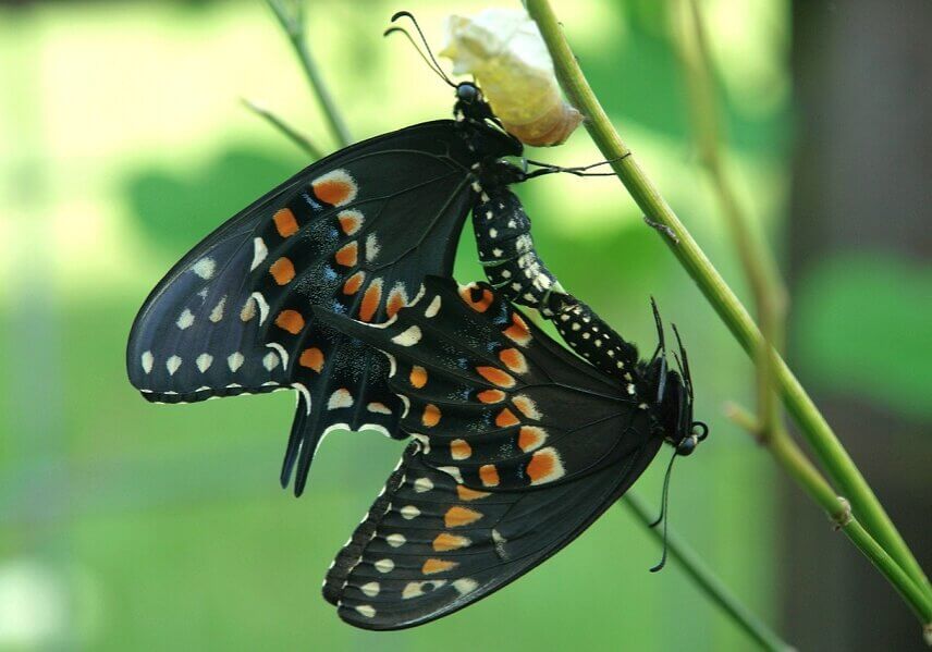 A female butterfly is drawn to a male’s flight pattern and persistence.