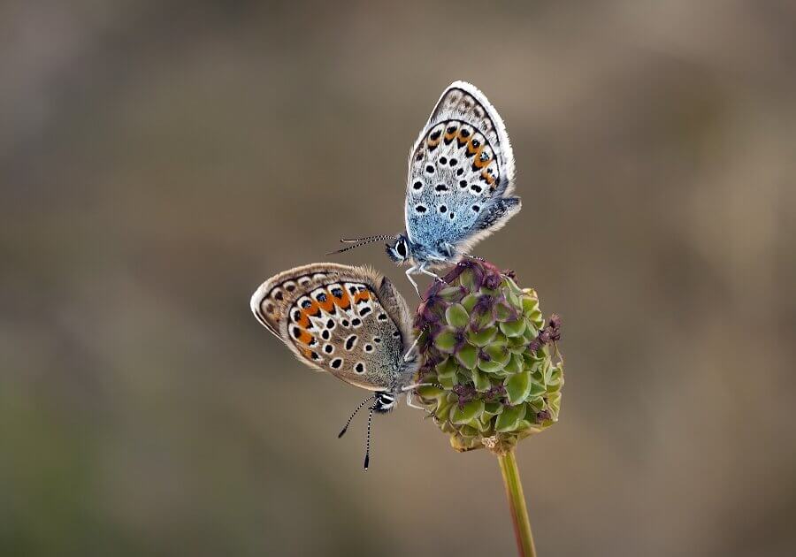 Male butterflies generate a unique odorless love-dust that attracts willing females of the same species.