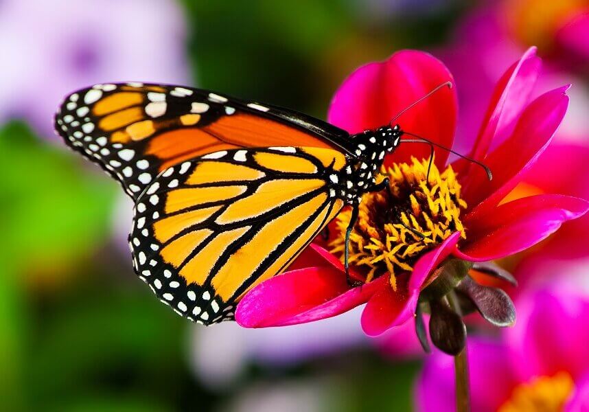 Monarch butterfly