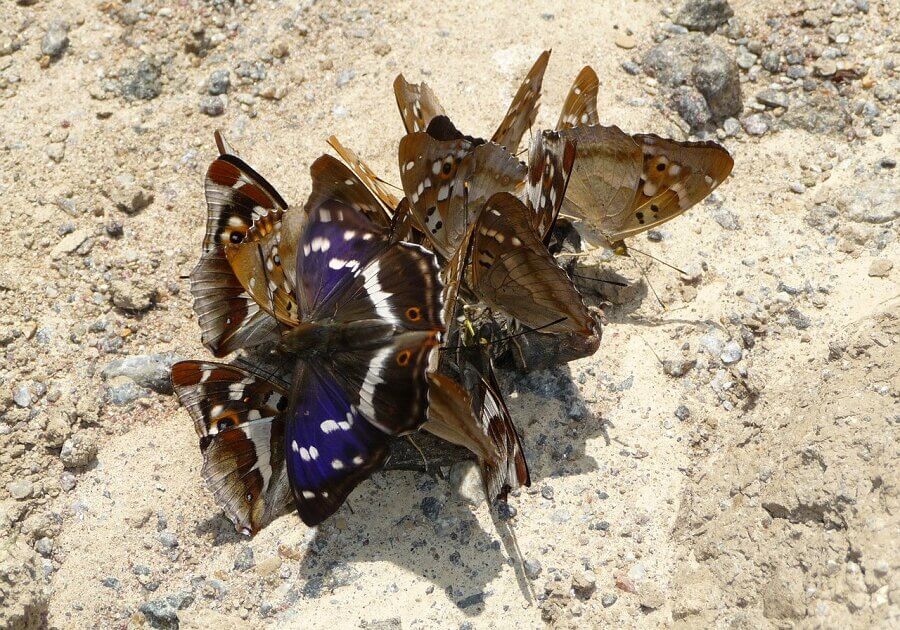 Purple emperor butterfly