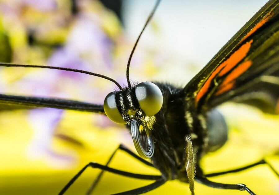 Although they see only nearby objects, their compound eyes are very sensitive to movements.