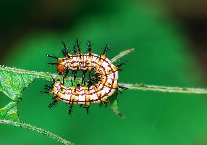 Caterpillar feeding