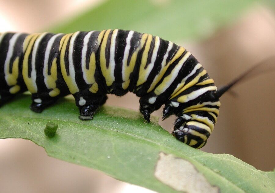 Mornach butterfly caterpillars feed on poisonous plants during their larval stage, as a result the butterflies taste bitter to birds.