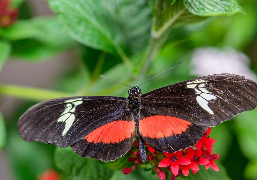 Butterflies fly in a jerky, haphazard pattern that makes it hard for birds to catch them.